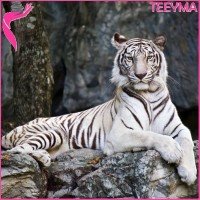 Curso Online de Empoderamiento del Tigre Blanco